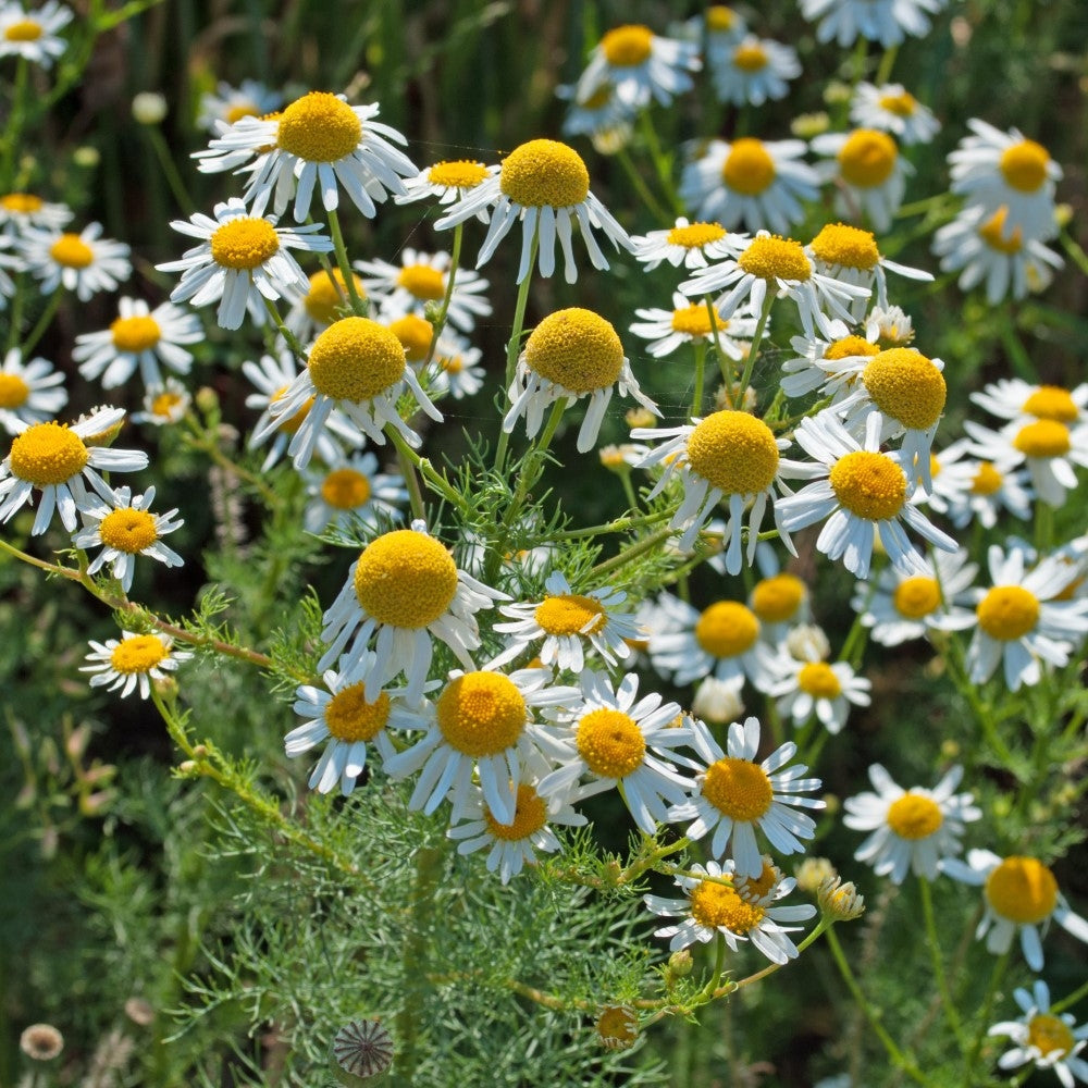 Kamille - Bitterkraft