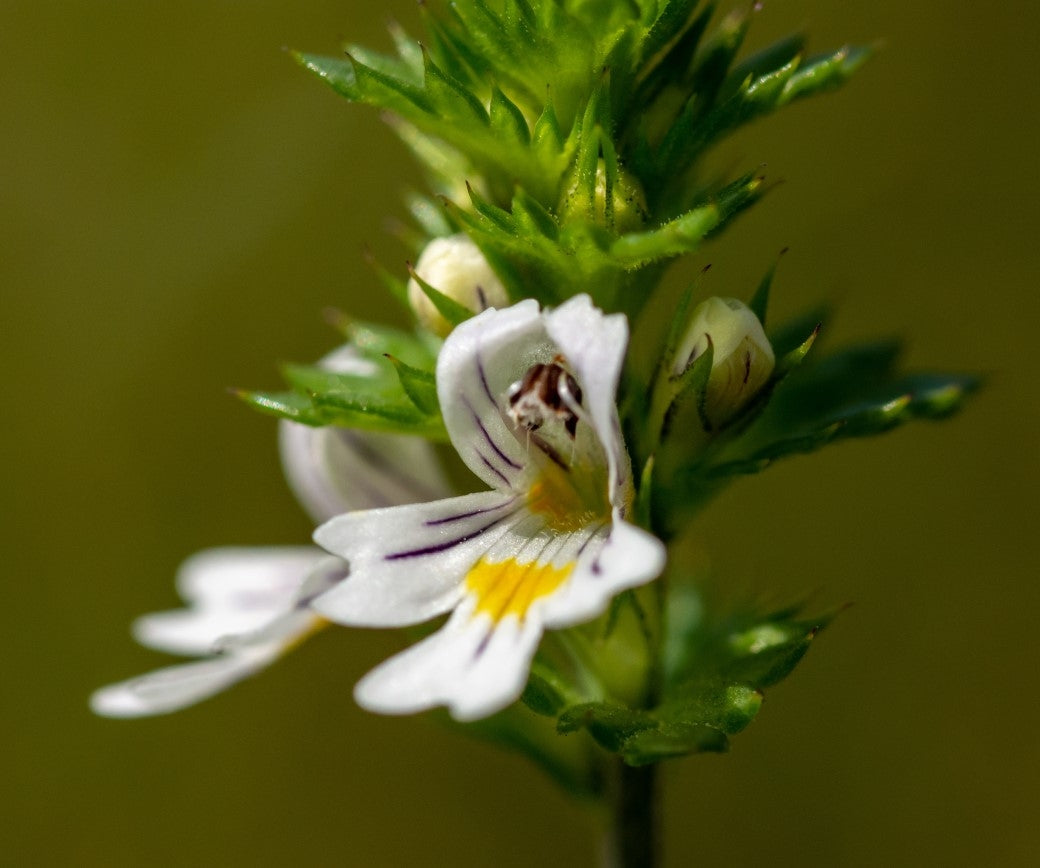 Alles über Augentrost
