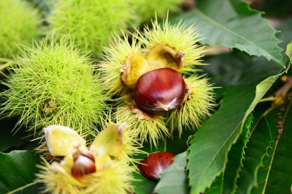 Alles über die Edelkastanie