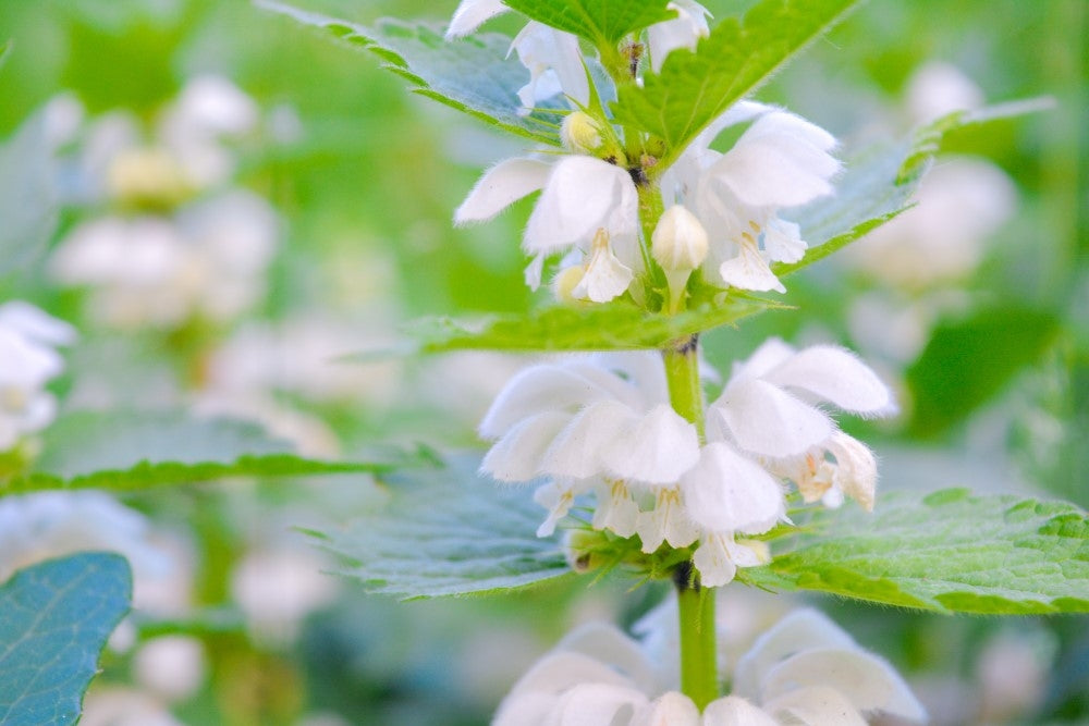 Alles über die Weiße Taubnessel