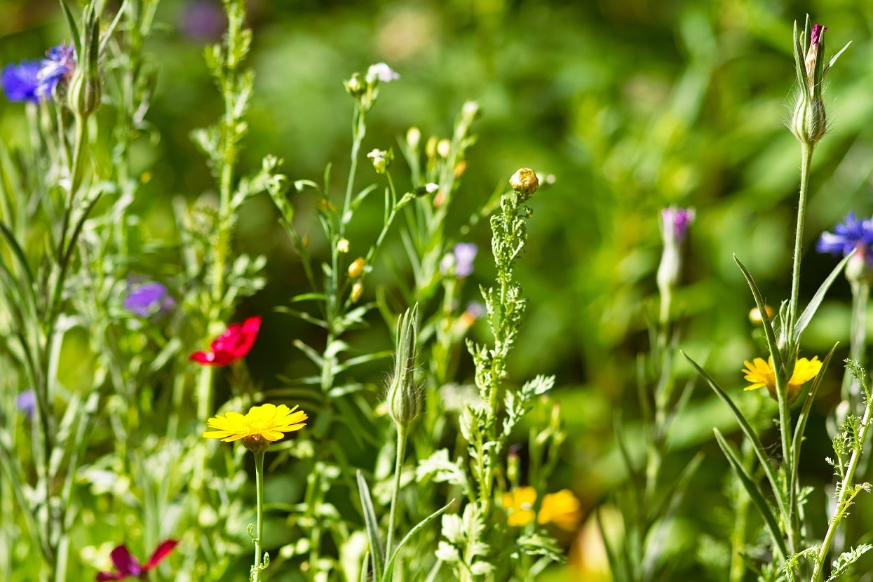 Wildkräuter-Lexikon - Bitterkraft