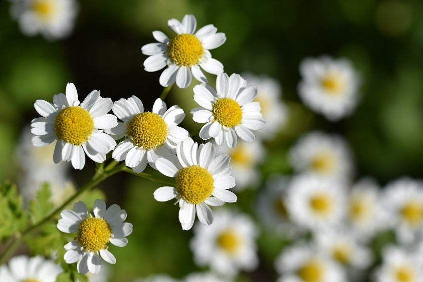 Alles über Mutterkraut