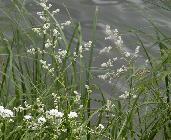 Alles über Pfefferkraut