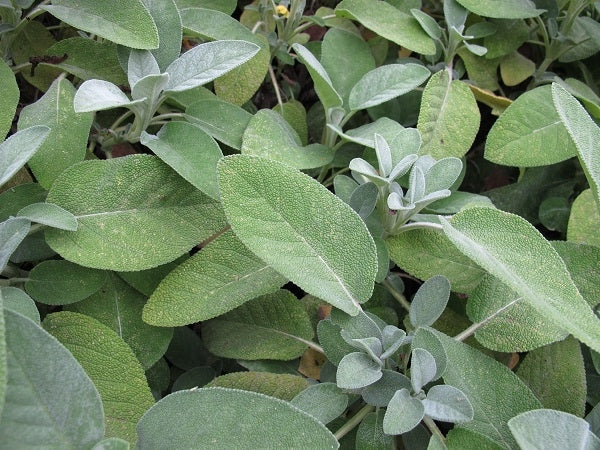 Salbei