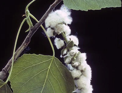 Alles über Pappelknospen