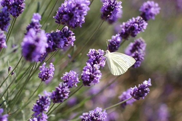 Lavendel