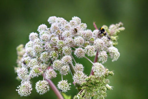 Wald-Engelwurz: Das Wichtigste im Ueberblick